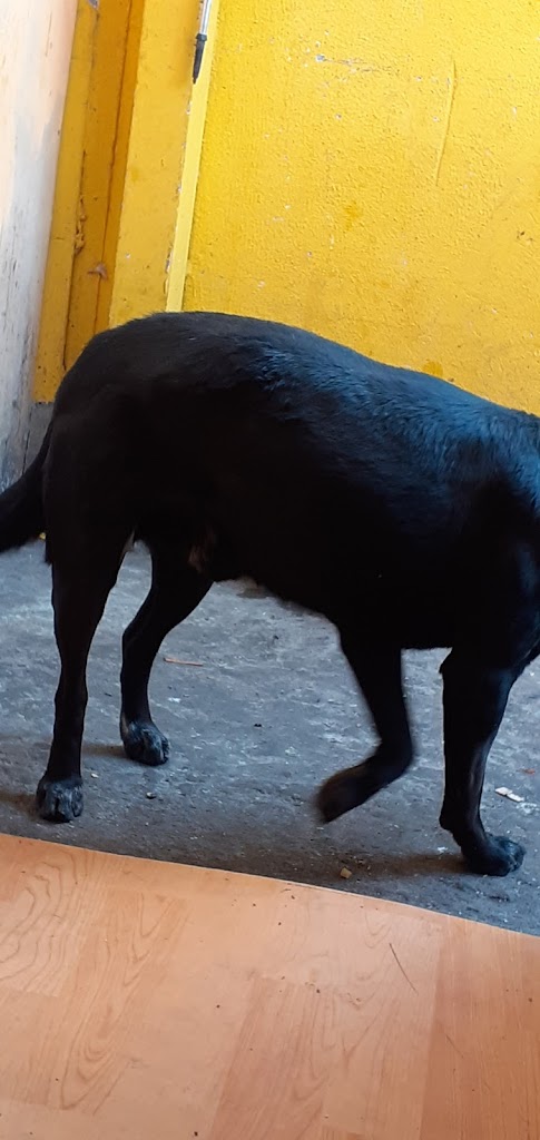 Clínica Veterinaria En Manada en Santiago, Estación Central