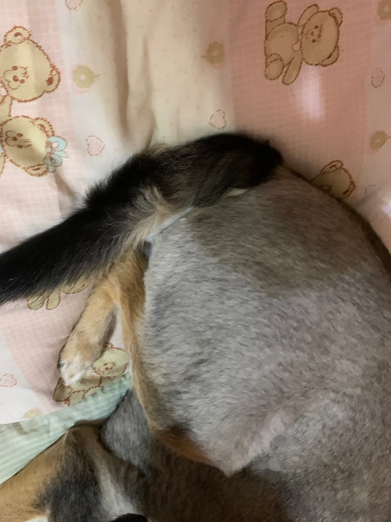 Cachorro