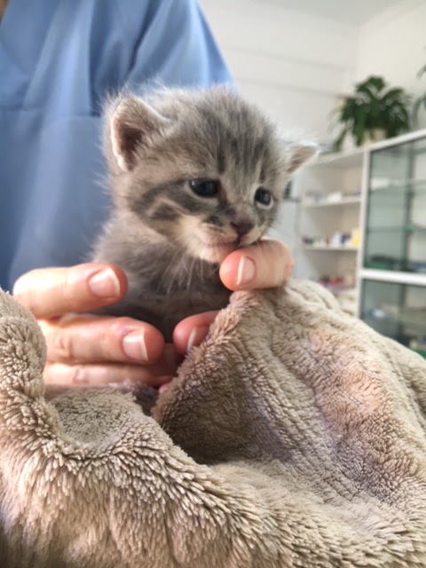 Clinica Veterinaria Las Camelias — Gato