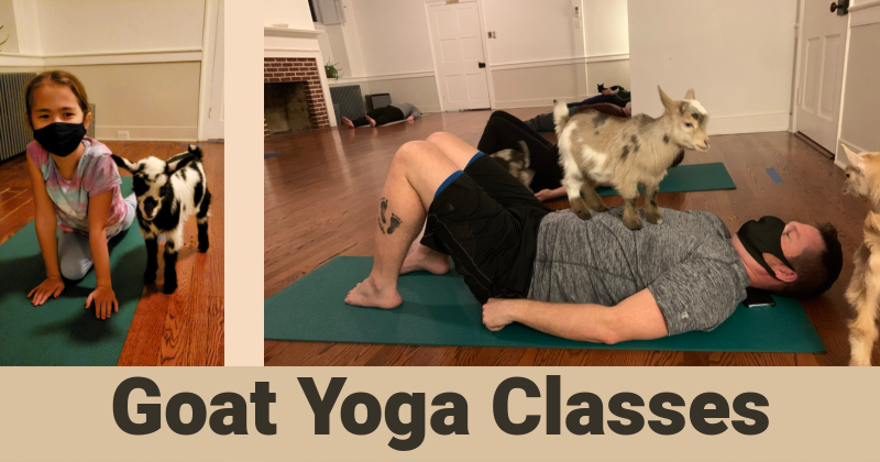  Simply Yoga and Fitness