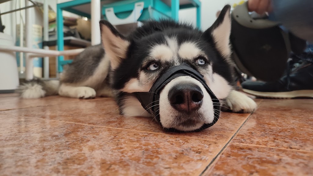 C. Veterinario Acuario — Perro