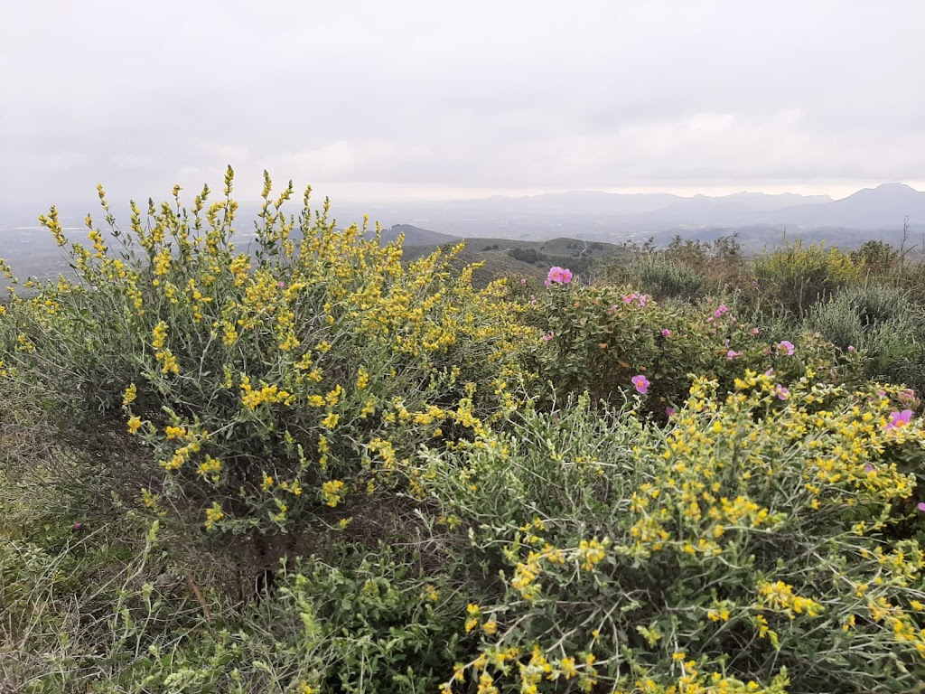 Mirador del Palmeral