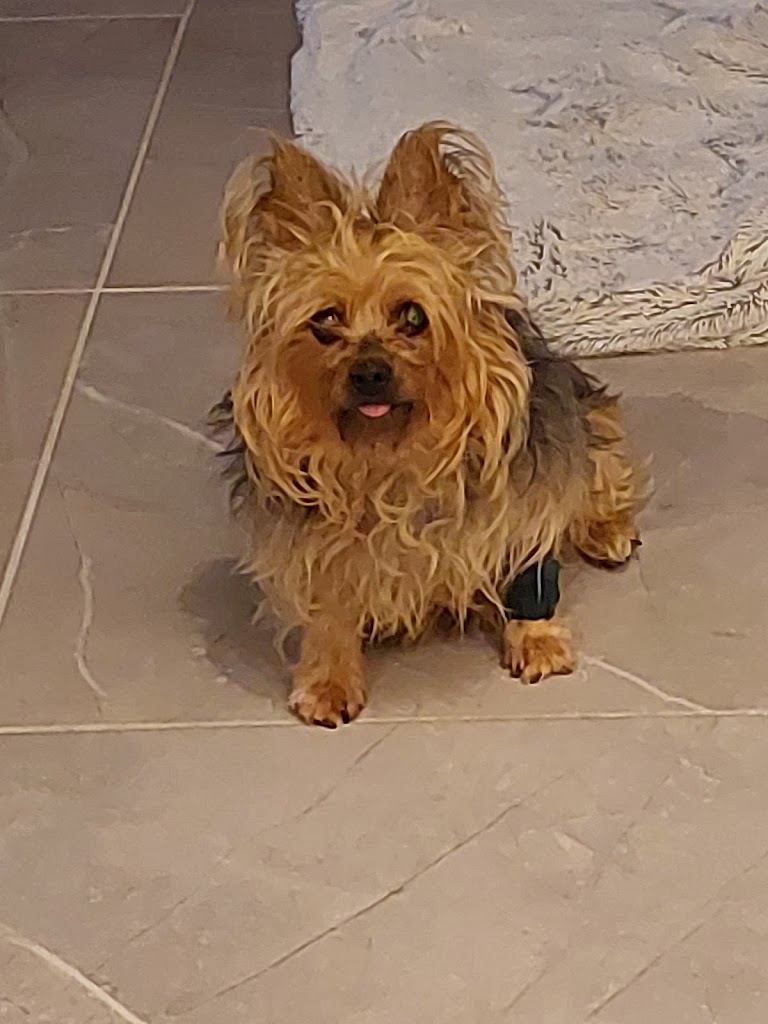 Medivet Puerto del Rosario