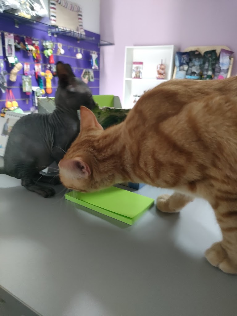 Clinica Veterinaria Las Medianias II — Gato