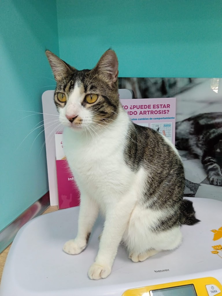 Clinica Veterinaria Animalvet — Del propietario