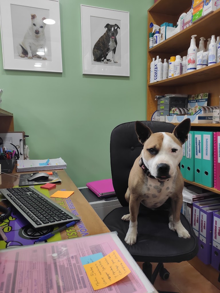 Clinica Veterinaria Bendinat — Del propietario