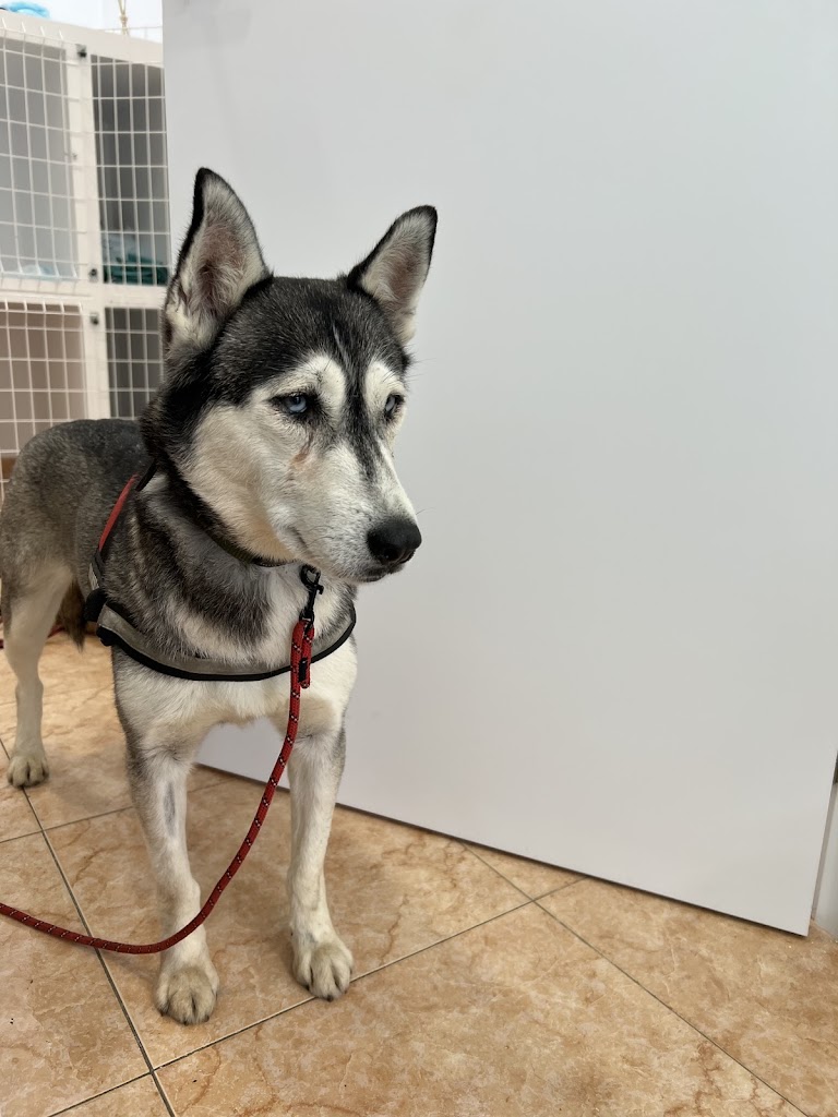 Clinica Veterinaria Vida Animal — Perro