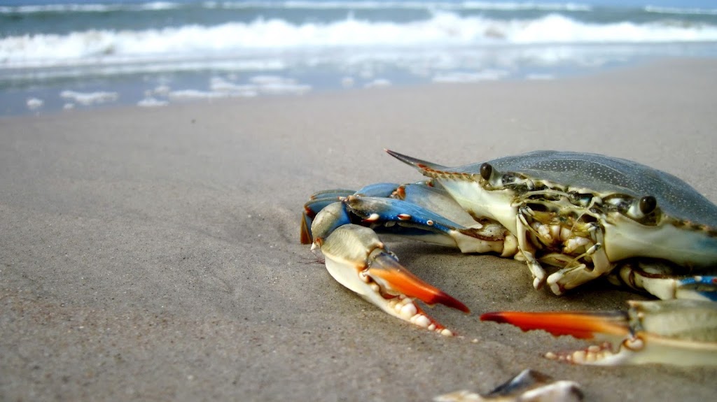 Blue Crab Web Design