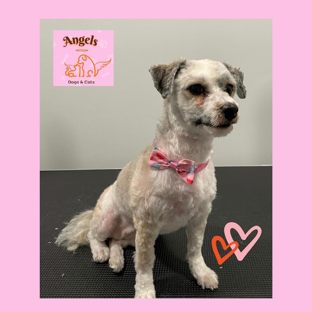 Angels Dogs & Cats in South Jordan