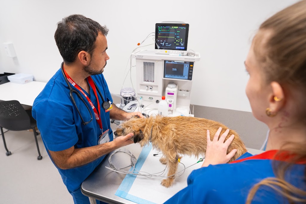 Hospital Clinico Veterinario - Universidad Europea — Del propietario