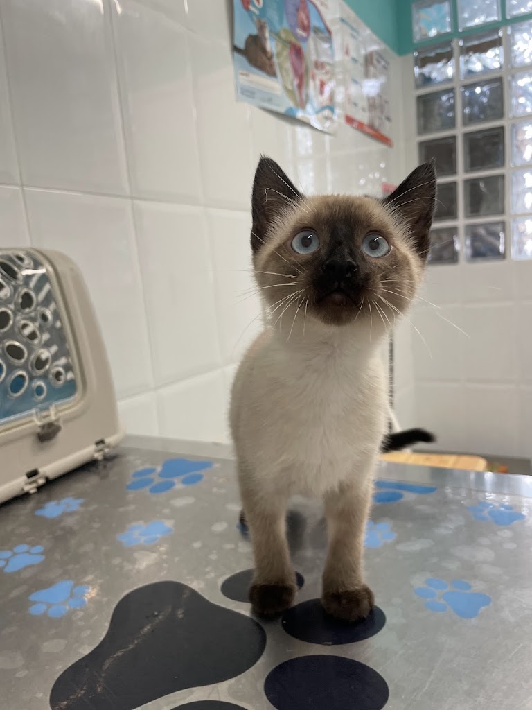Clinica Veterinaria 4 Vents — Del propietario