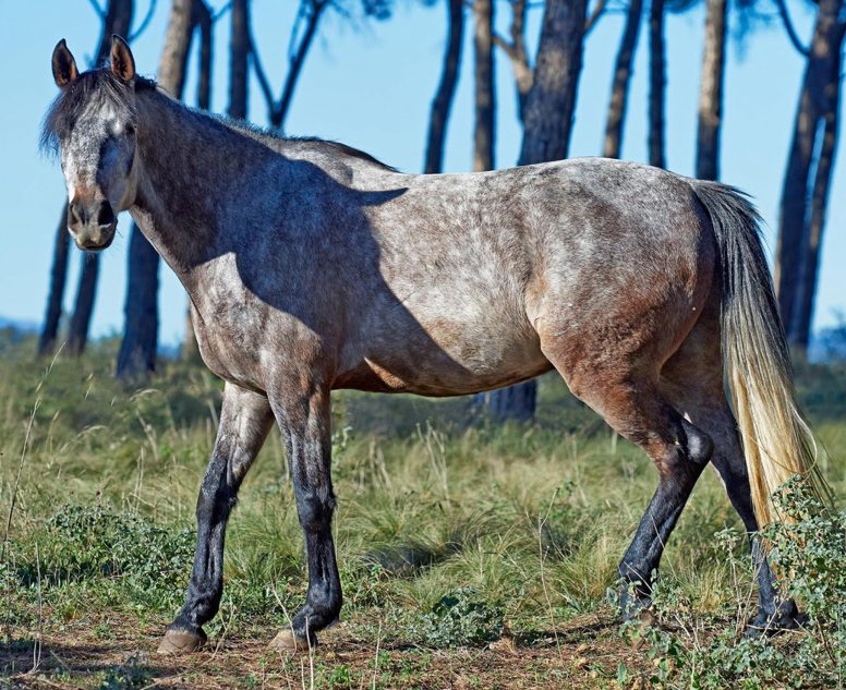 GSIS Hipica Can Taio