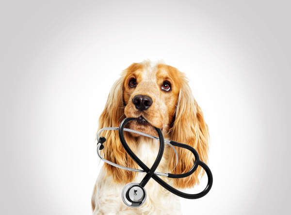 Veterinaria Pamplona — Del propietario