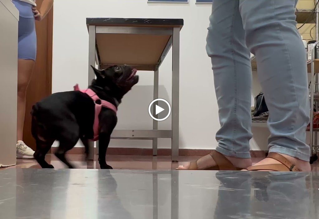 Eurocentro Clinica Veterinaria — Videos