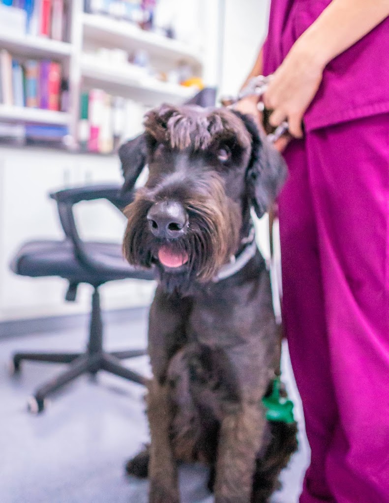 Clinica Veterinaria Sant Antoni en Benicarlo — Perro
