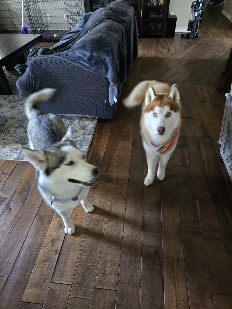 Dog