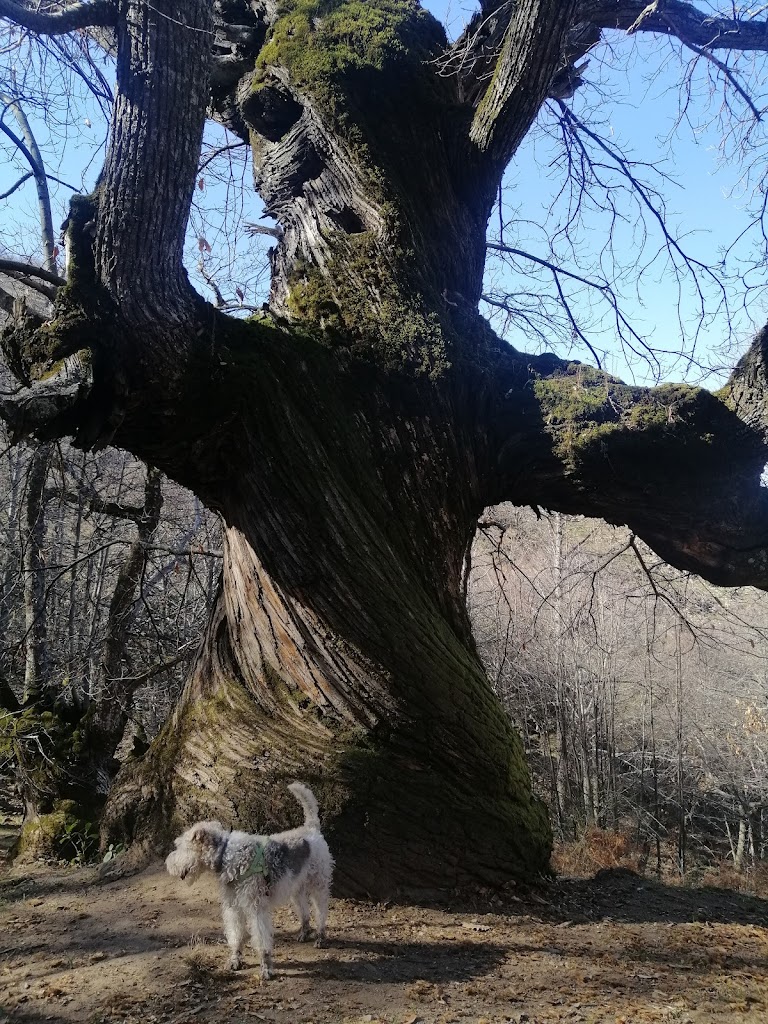 Castanos Del Temblar-Arbol singular