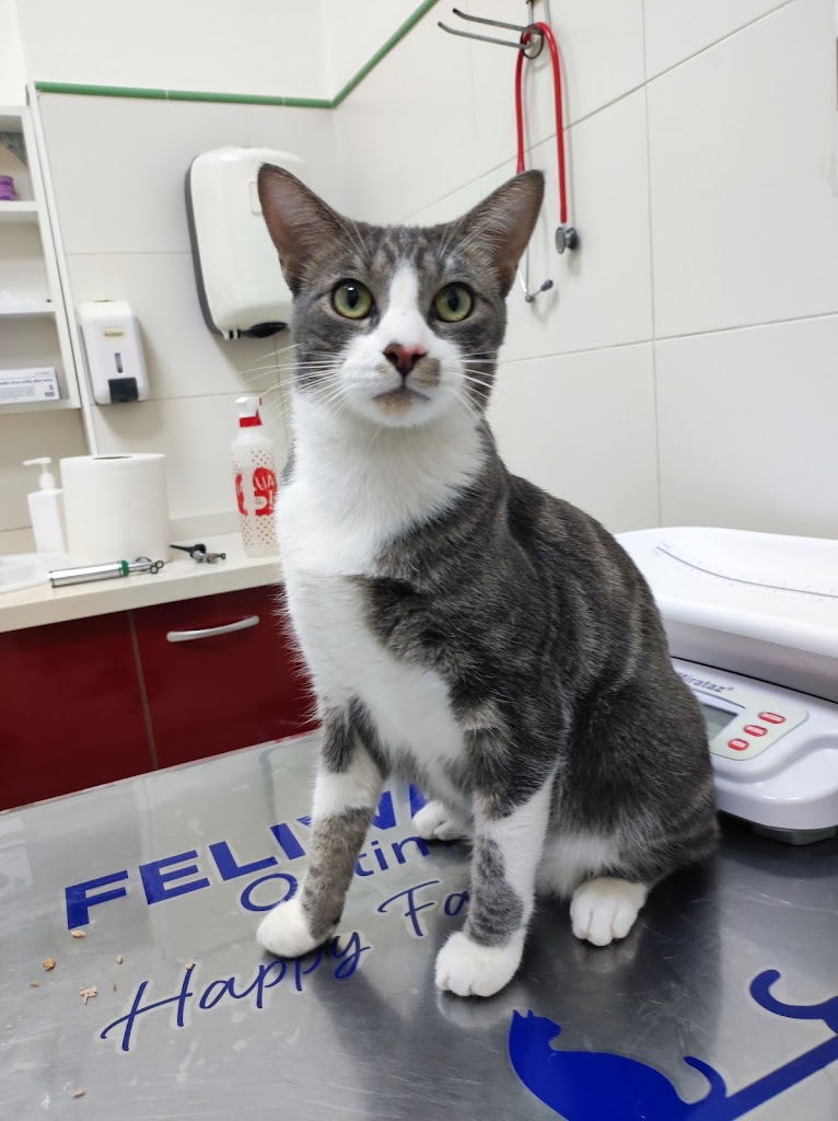 CLINICA VETERINARIA CAP I CUA — Gato