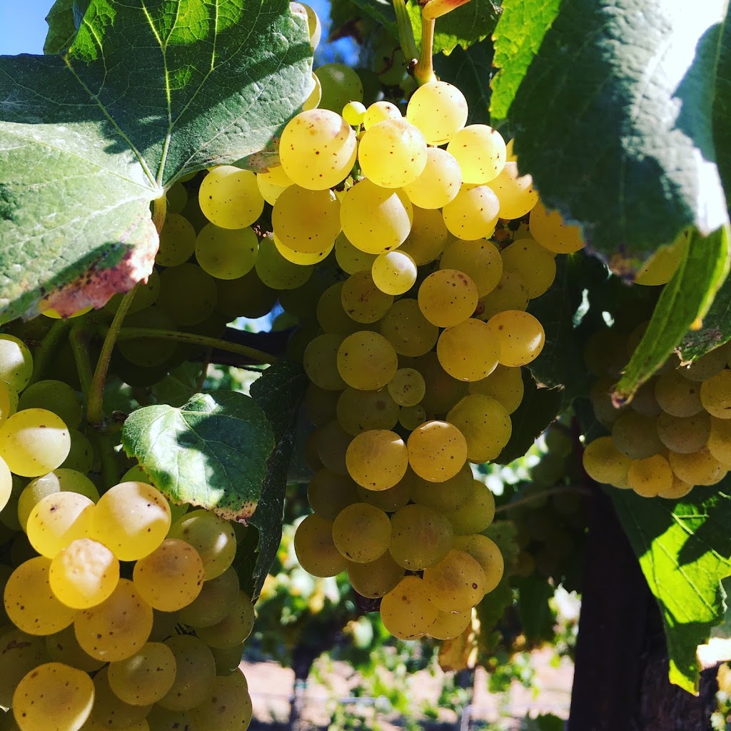 Vineyard