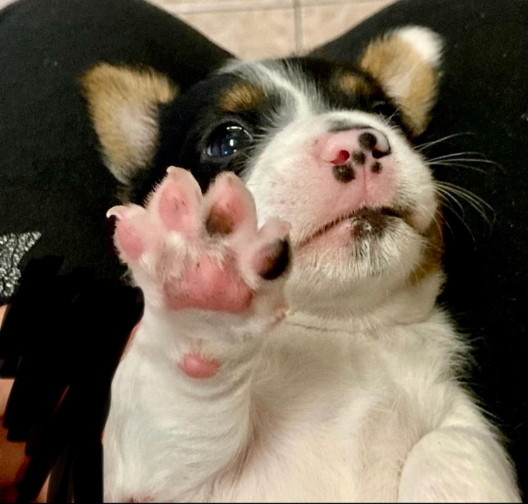 Clinica Veterinaria S.O.S. ANIMAL Fernando Lucchesi