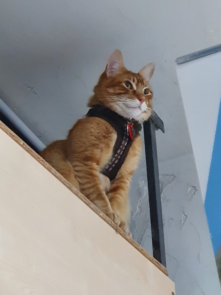 Gato