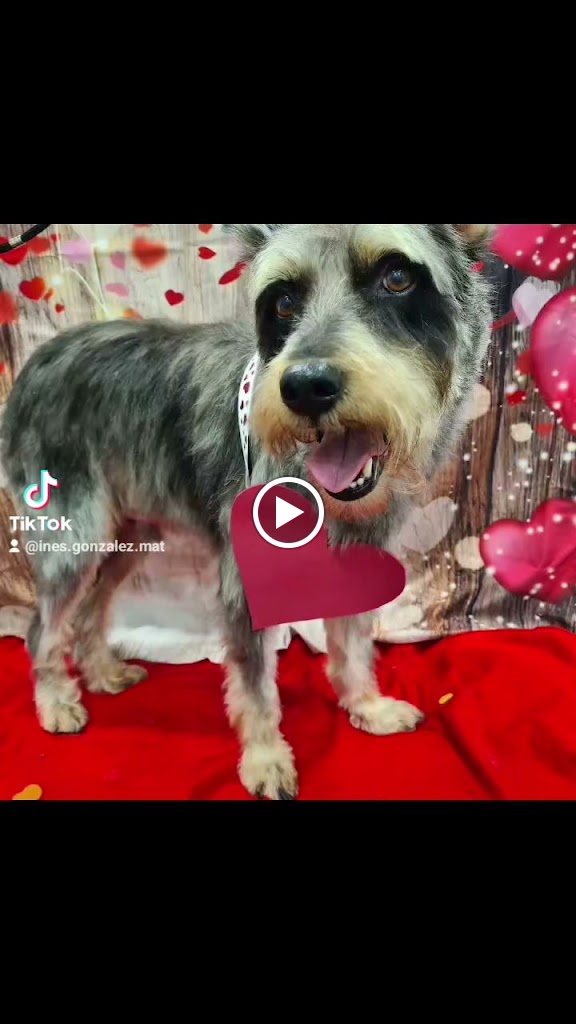 Clinica Veterinaria Sabuvet de Aviles — Videos