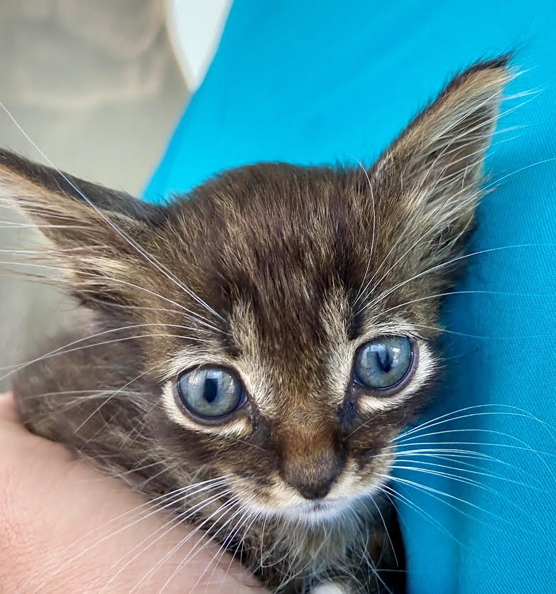 Gato