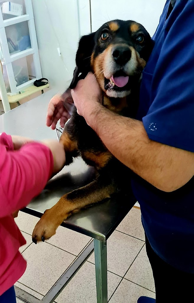 Veterinaría Mascotas Talcahuano en Talcahuano