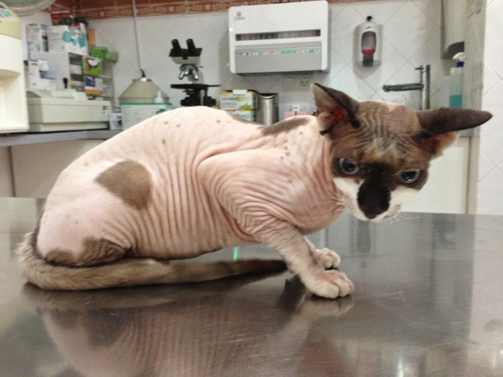 Clinica Veterinaria MOBILE VET — Gato