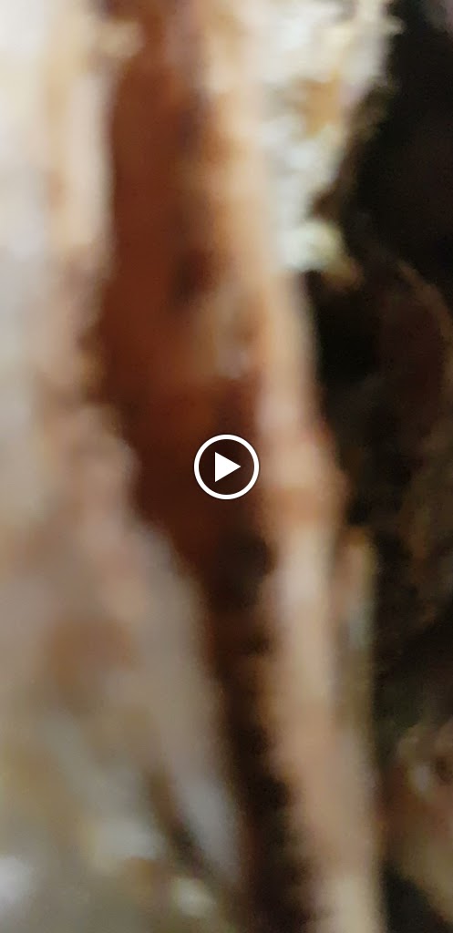 Guachinche Casa Dona Candelaria — Videos