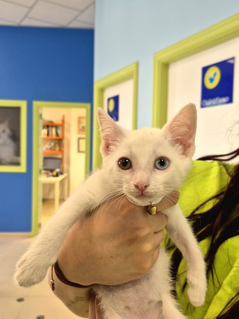 Clinica Veterinaria Calahorra — Gato