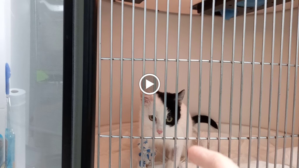 Centro Veterinario Do Morrazo — Del propietario