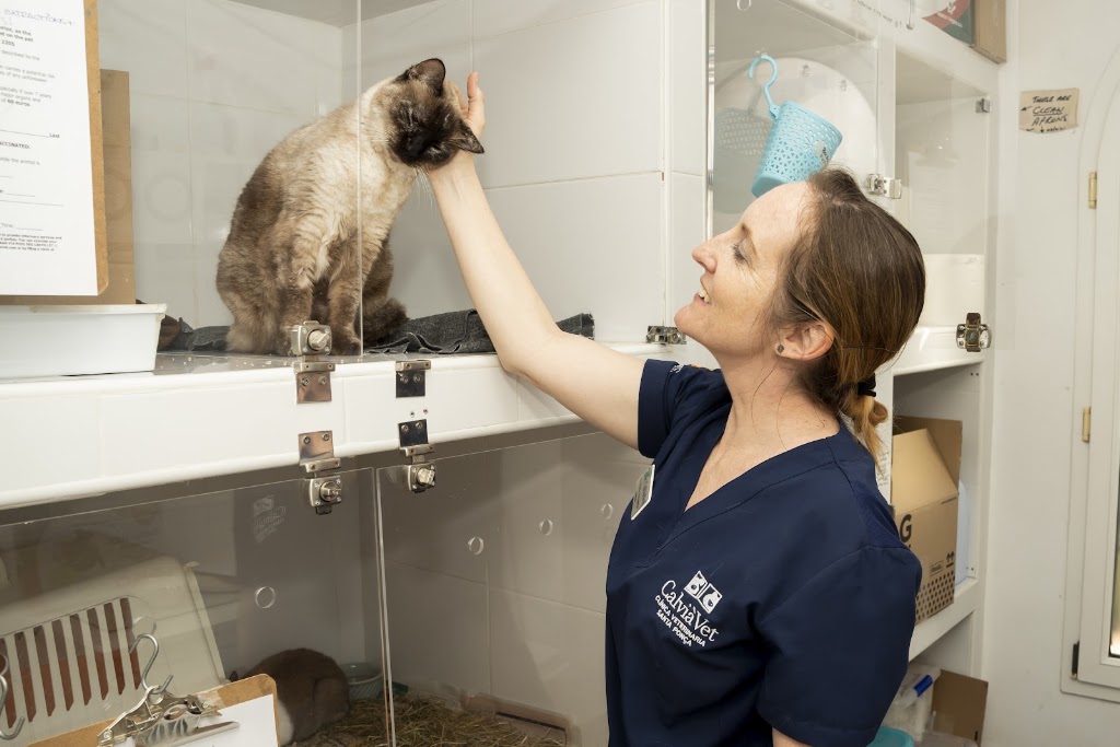 Clinica Veterinaria CalviaVet — Gato