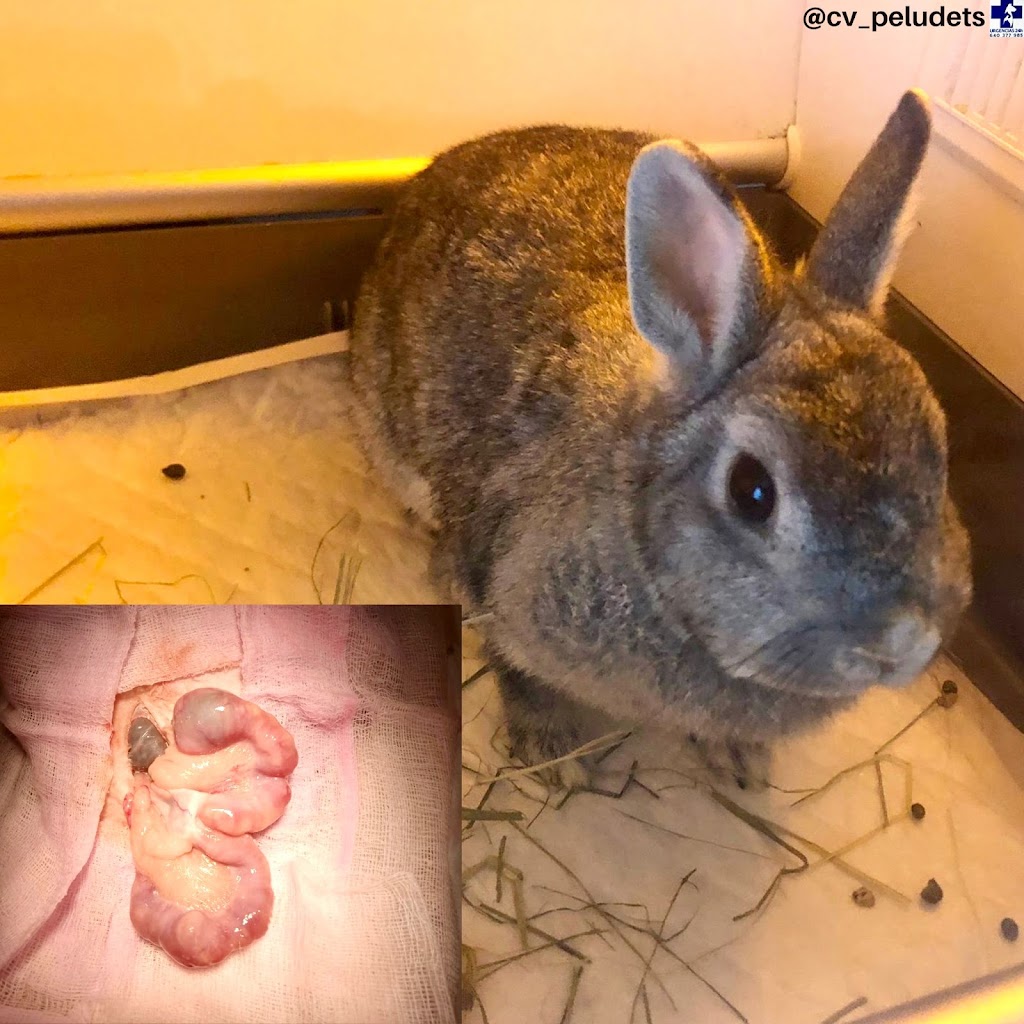 Clinica Veterinaria Domesticos y Exoticos Peludets — Conejo