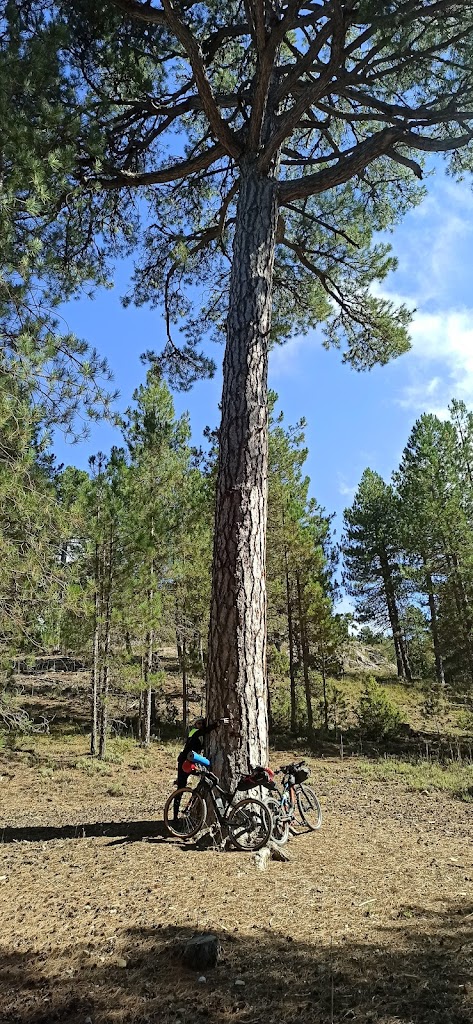 Pino del Ocejon.