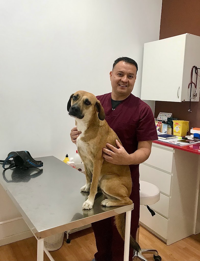 Pet Medica VETERINARIA