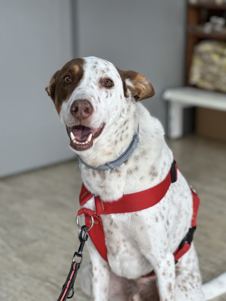 CLINICA VETERINARIA TERRA MASCOTES — Del propietario