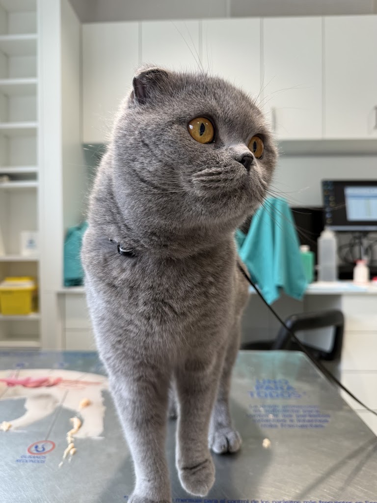 Clinica Veterinaria Anai | Burlada — Del propietario