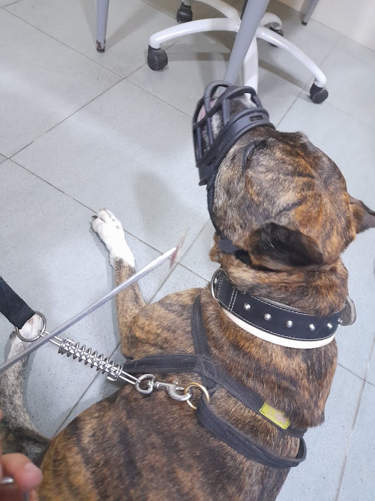 Centro Veterinario Benicarlo — Del propietario