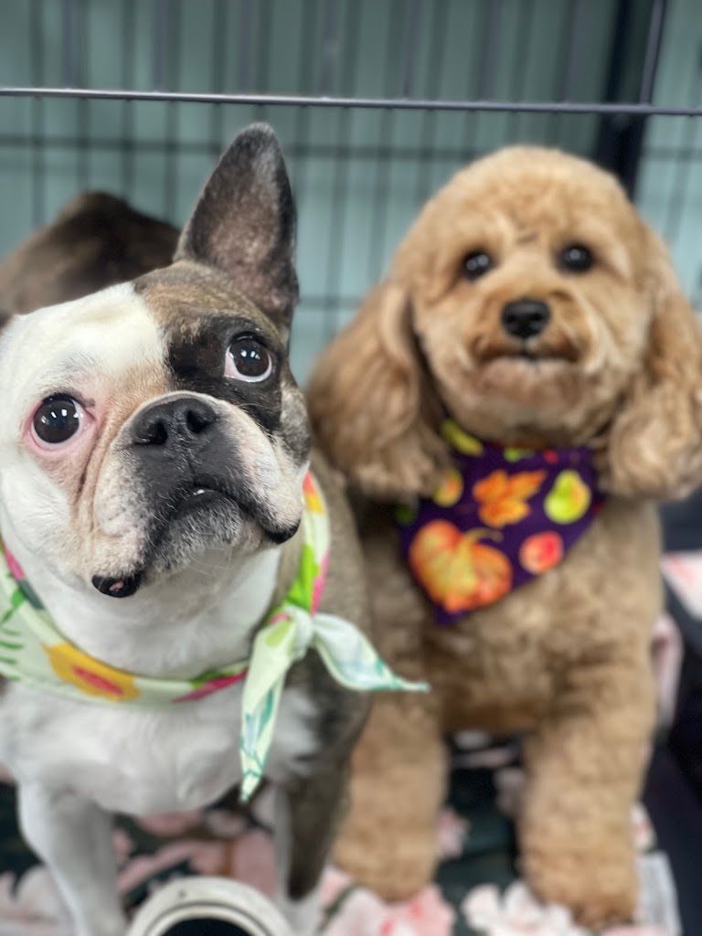 Pet groomer in Cottonwood-Heights