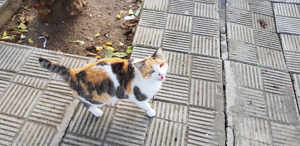 VidAnimal Centro veterinario — Gato