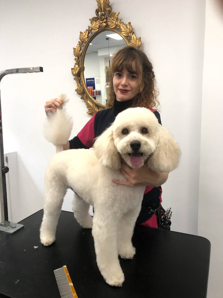 Cursos de Perruqueria Canina - Style Dogs