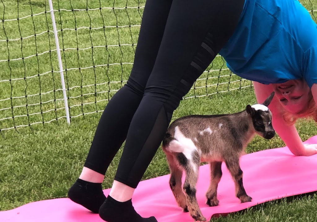  Goat for the Soul, Goat Yoga