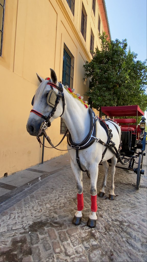 PARADA COCHES DE CABALLOS
