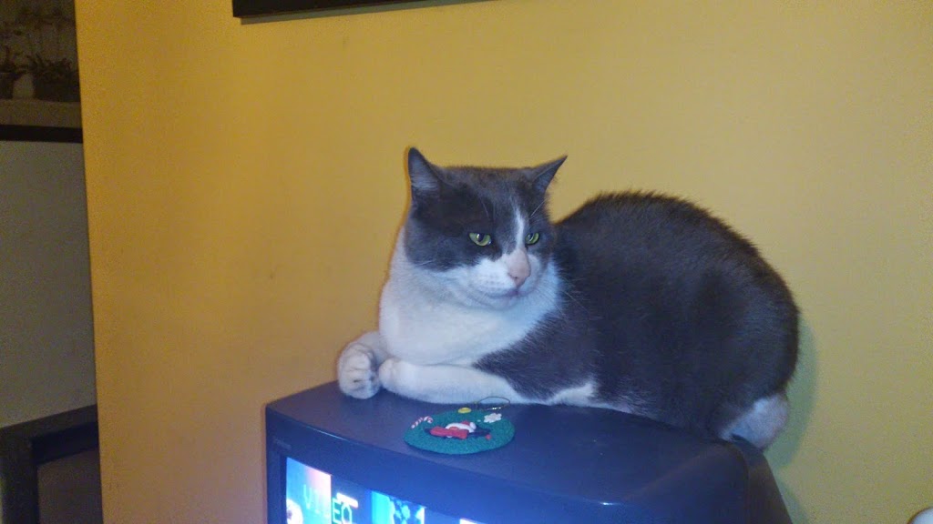 Gato