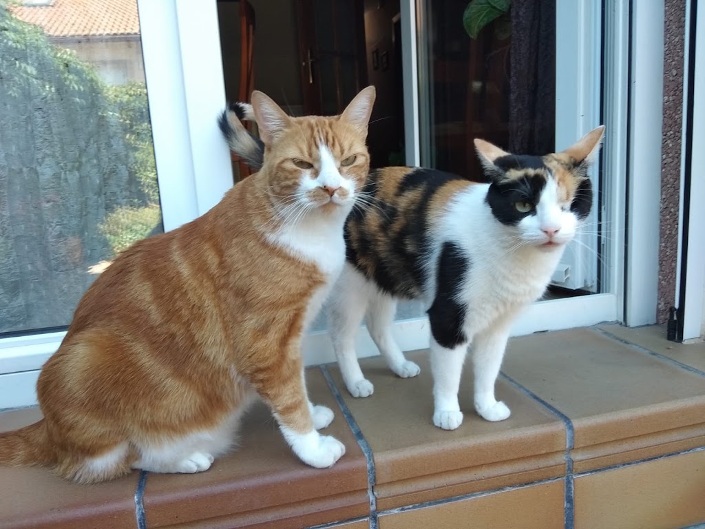 Clinica Veterinaria DOGOS Ciempozuelos — Del propietario