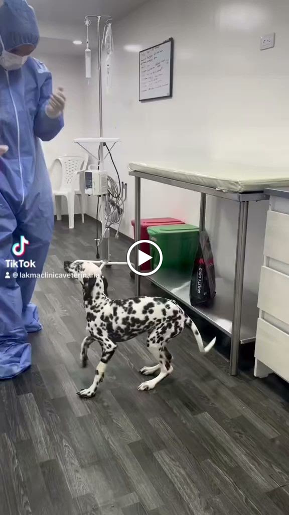 LAKma Clinica Veterinaria 24 Horas SEDE BOSQUE — Videos
