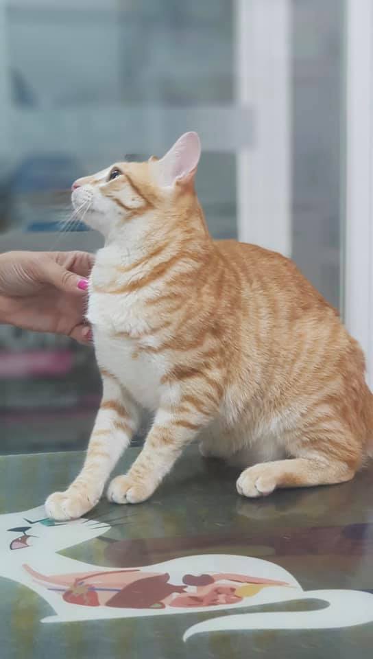 BICHO MALO - Centro Veterinario -