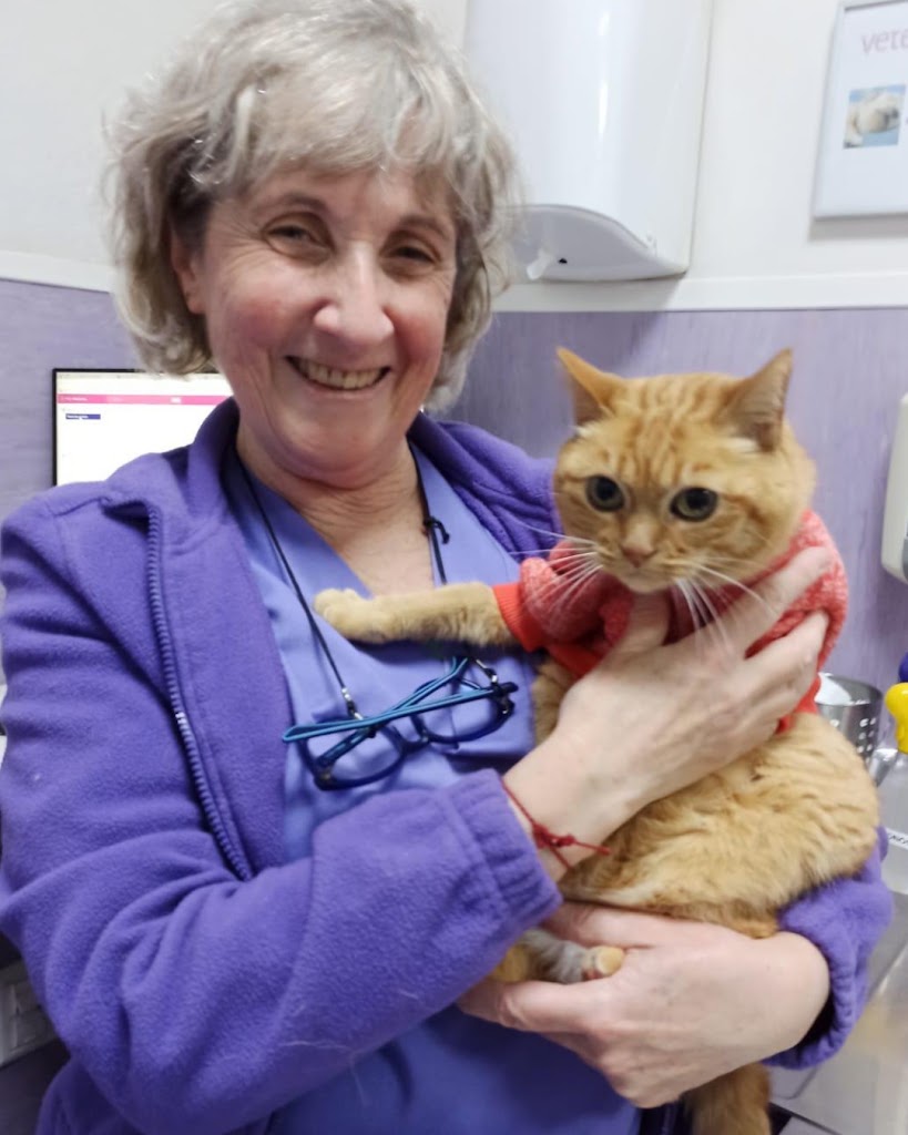 Hospital Veterinario Veterinarea Villalba — Gato
