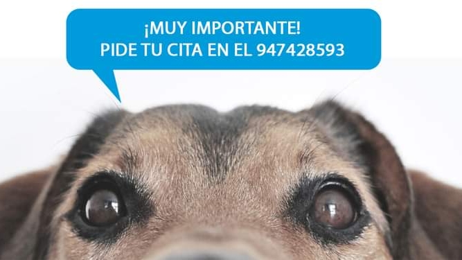 Clinica Veterinaria "Gran Danes"